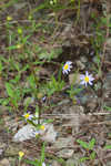 Entireleaf western daisy